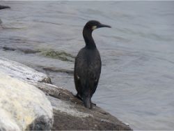 Brandt's Cormorant